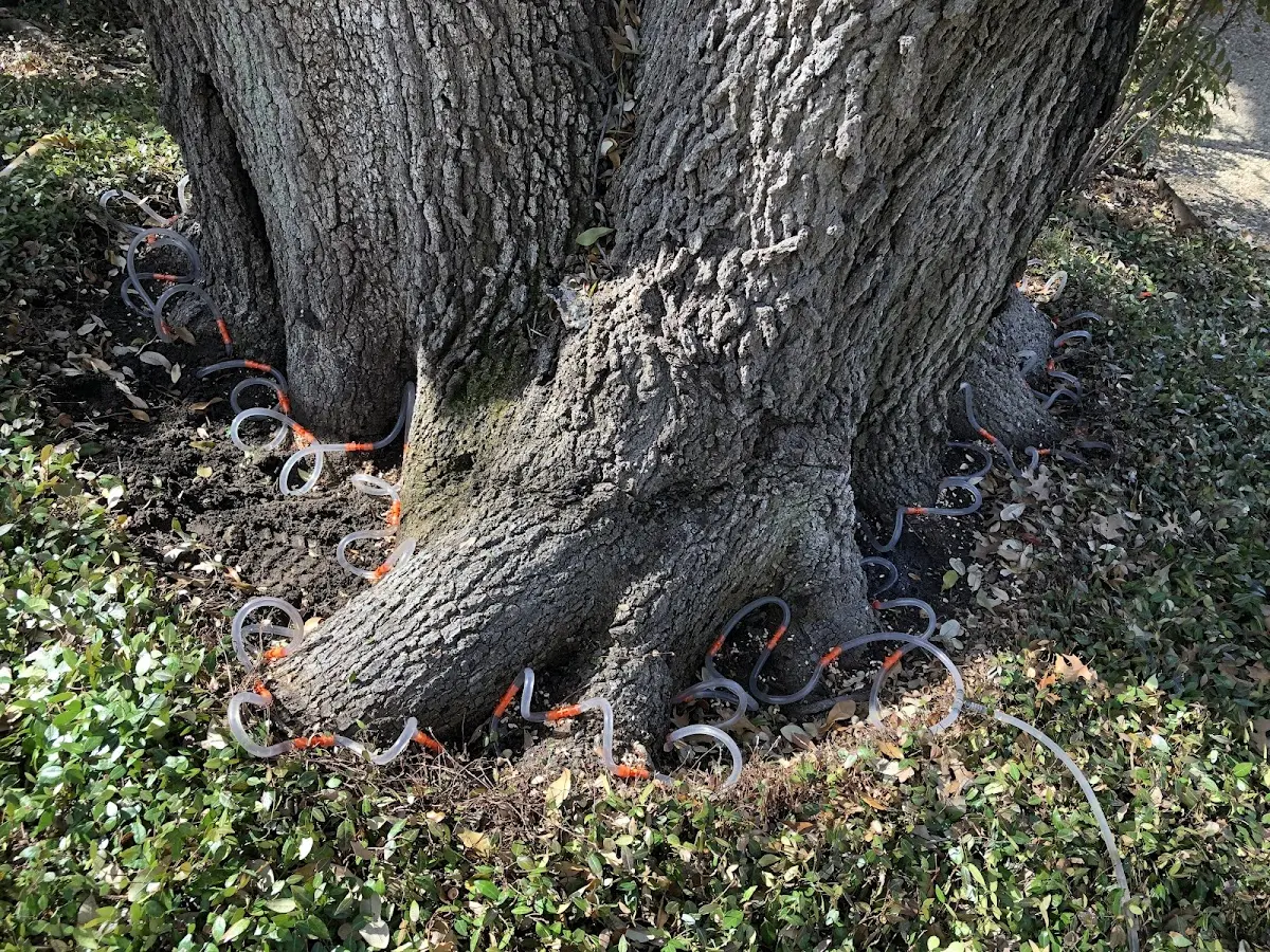 Detailed Shrub and Hedge Trimming job site in Austin
